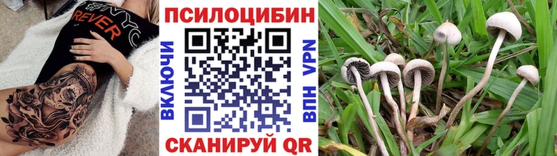 Псилоцибиновые грибы Psilocybe  Купить  Горбатов 